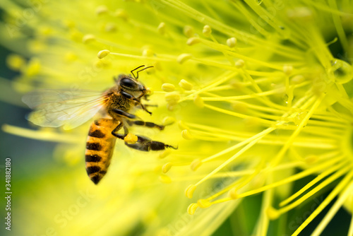 Bee collecting pollen at yellow flower. Bee flying over the yellow flower in blur background