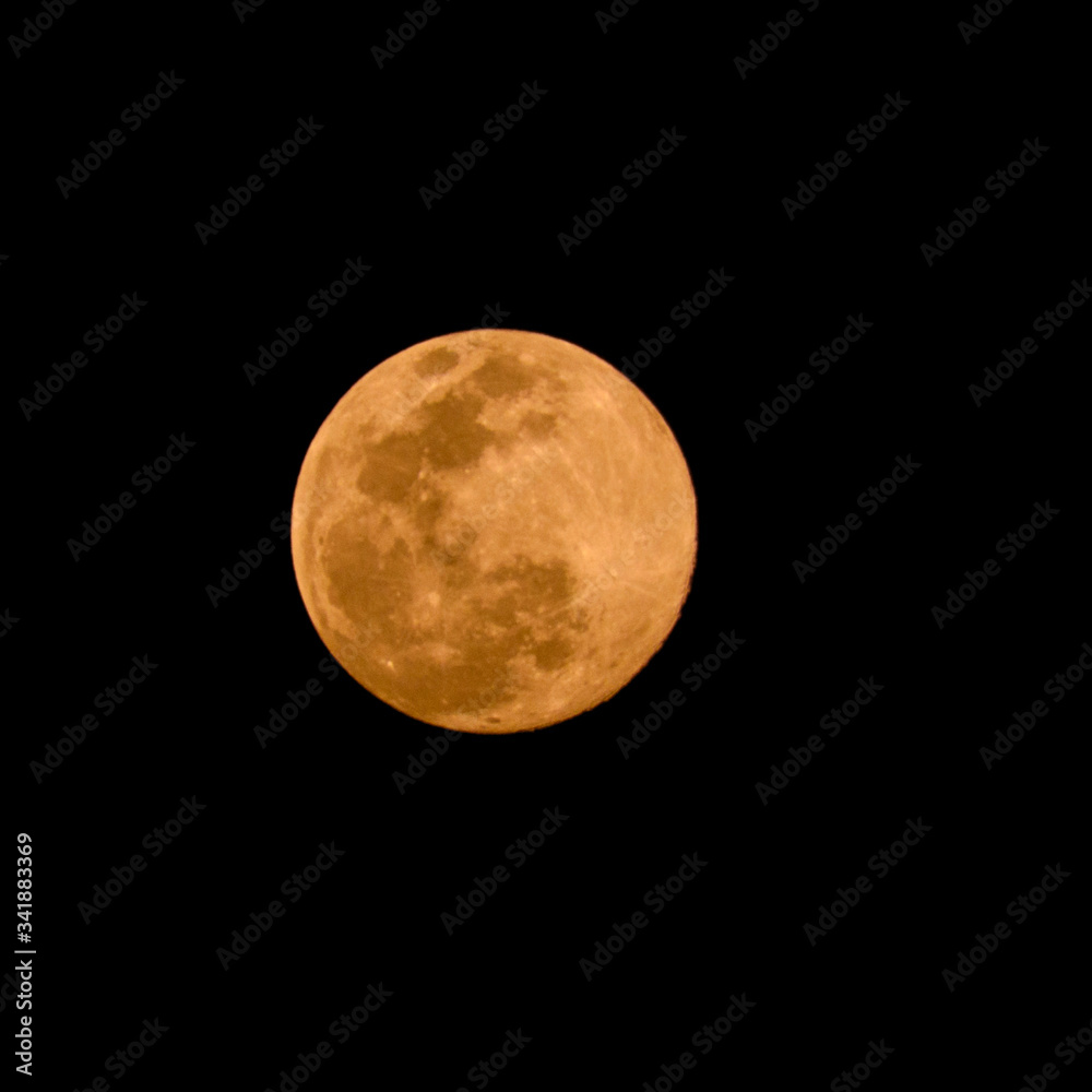 Obraz premium Pink super moon visible on April 7, 2020 and April 8, 2020