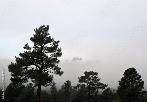 Early morning with fog in the Gila wilderness