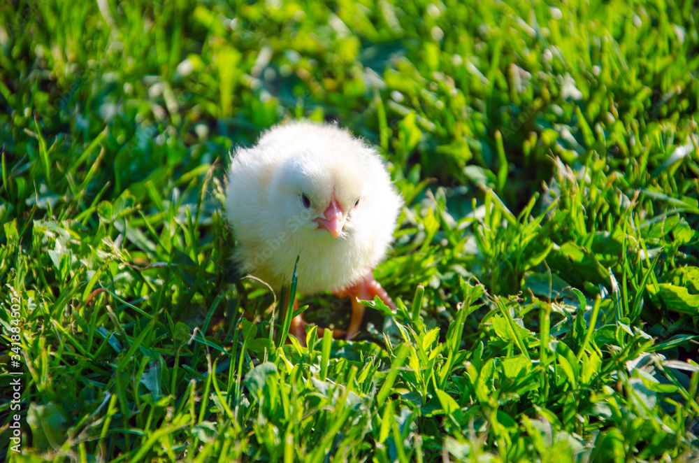 little chick in green grass, little yellow chick little chick in green grass, little yellow chick