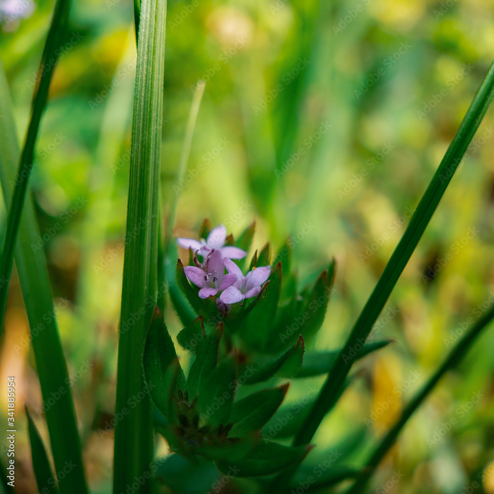 Tiny purple flower in the woods. Tiny purple flower in the woods.