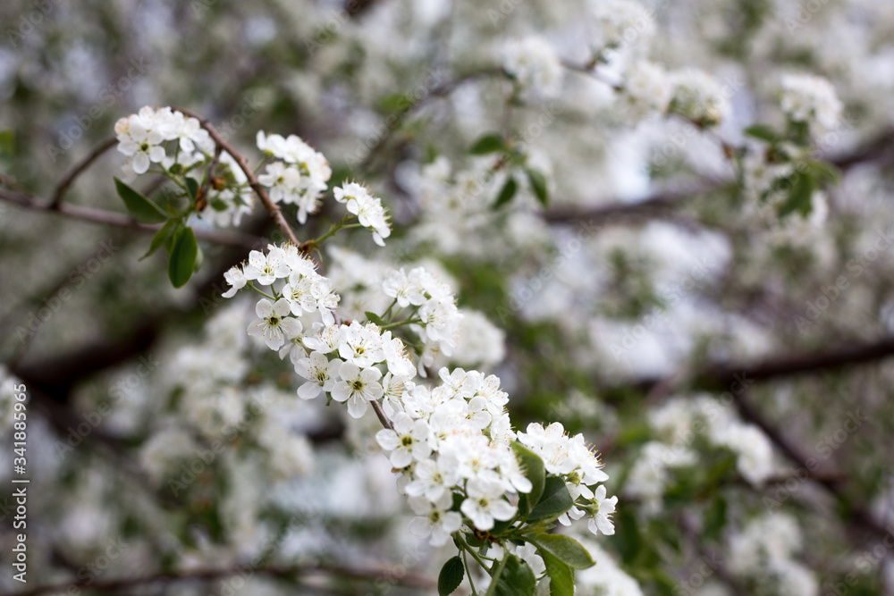Paradise lush cherry blossom in the garden. Branches with cherry blossoms. Blooming spring cherry orchard Paradise lush cherry blossom in the garden. Branches with cherry blossoms. Blooming spring cherry orchard