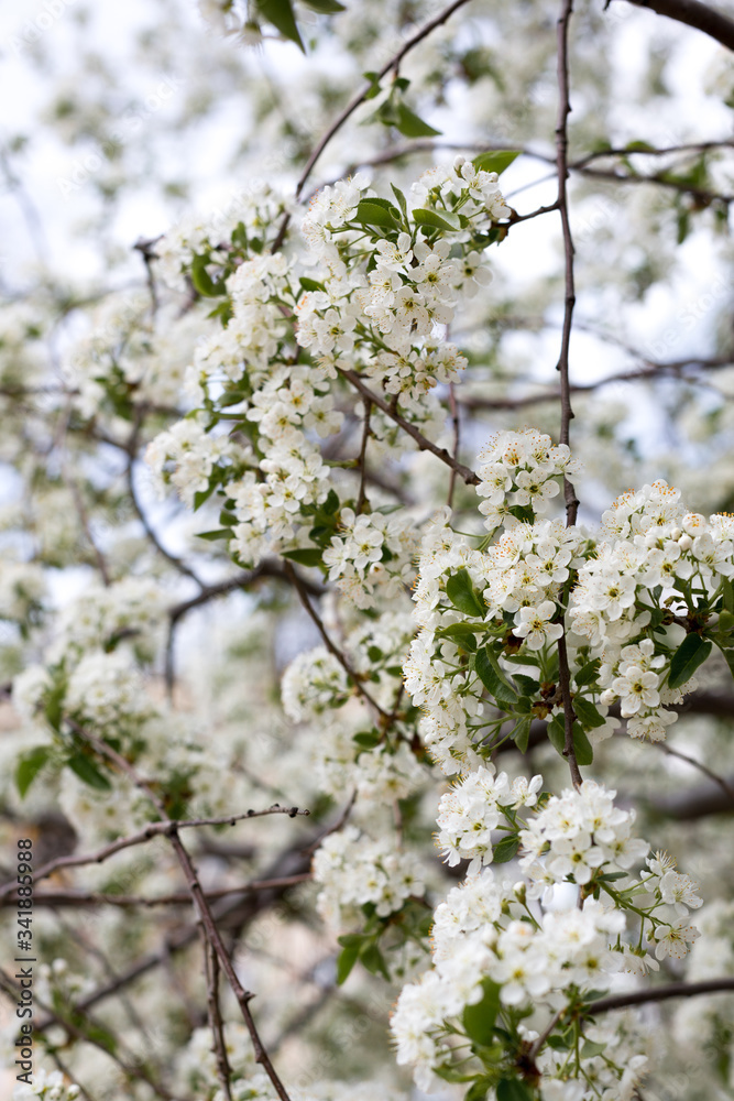Paradise lush cherry blossom in the garden. Branches with cherry blossoms. Blooming spring cherry orchard Paradise lush cherry blossom in the garden. Branches with cherry blossoms. Blooming spring cherry orchard