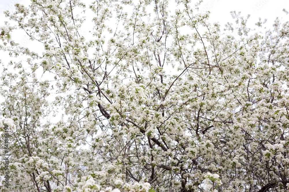 Paradise lush cherry blossom in the garden. Branches with cherry blossoms. Blooming spring cherry orchard