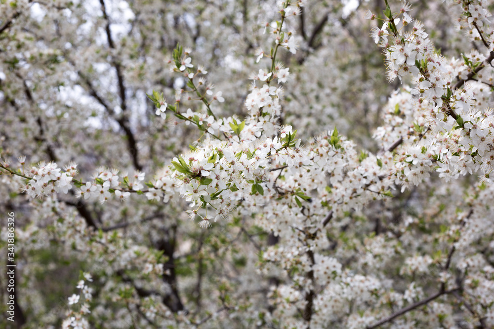 Paradise lush cherry blossom in the garden. Branches with cherry blossoms. Blooming spring cherry orchard Paradise lush cherry blossom in the garden. Branches with cherry blossoms. Blooming spring cherry orchard