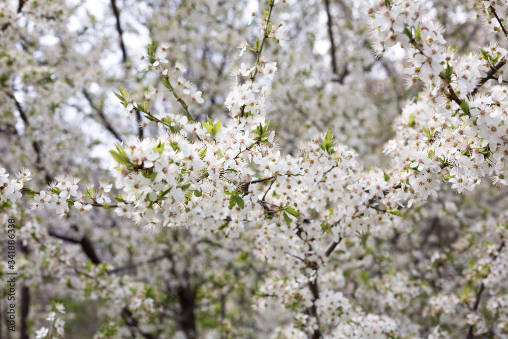 Paradise lush cherry blossom in the garden. Branches with cherry blossoms. Blooming spring cherry orchard Paradise lush cherry blossom in the garden. Branches with cherry blossoms. Blooming spring cherry orchard