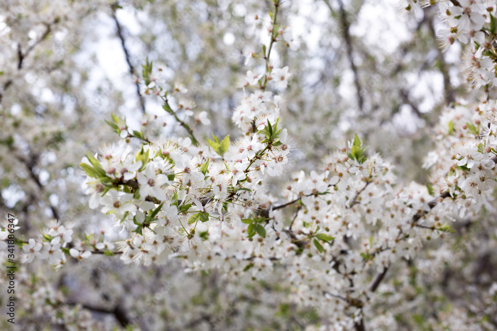 Paradise lush cherry blossom in the garden. Branches with cherry blossoms. Blooming spring cherry orchard Paradise lush cherry blossom in the garden. Branches with cherry blossoms. Blooming spring cherry orchard