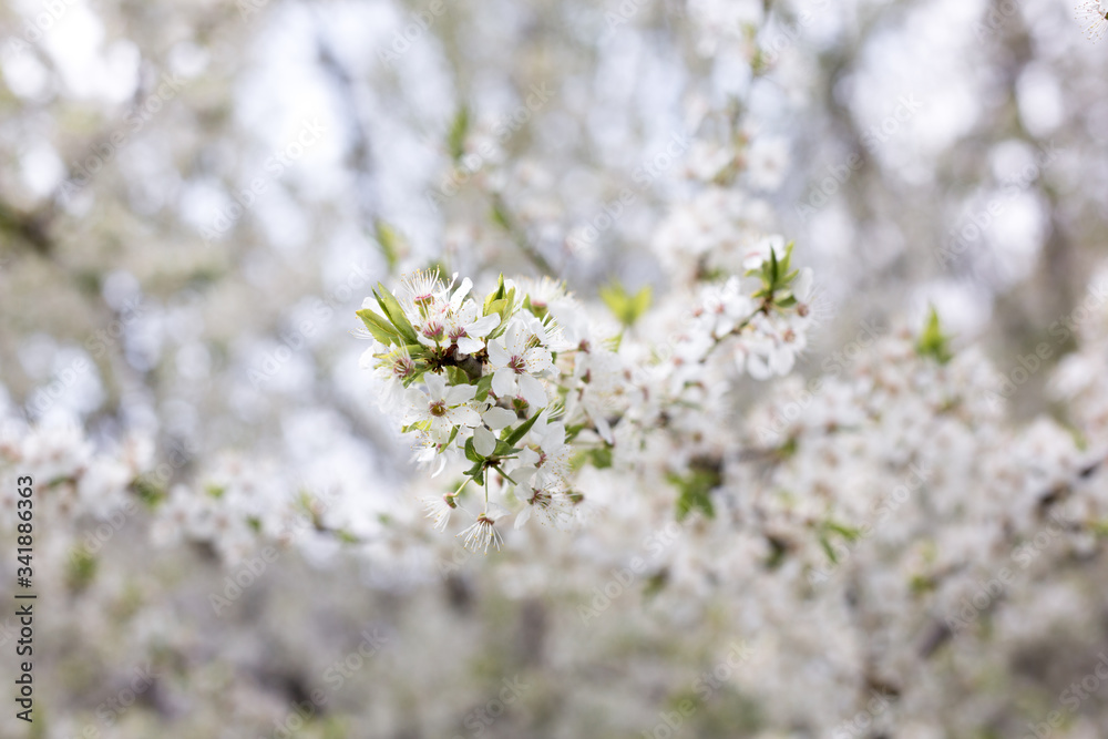 Paradise lush cherry blossom in the garden. Branches with cherry blossoms. Blooming spring cherry orchard Paradise lush cherry blossom in the garden. Branches with cherry blossoms. Blooming spring cherry orchard