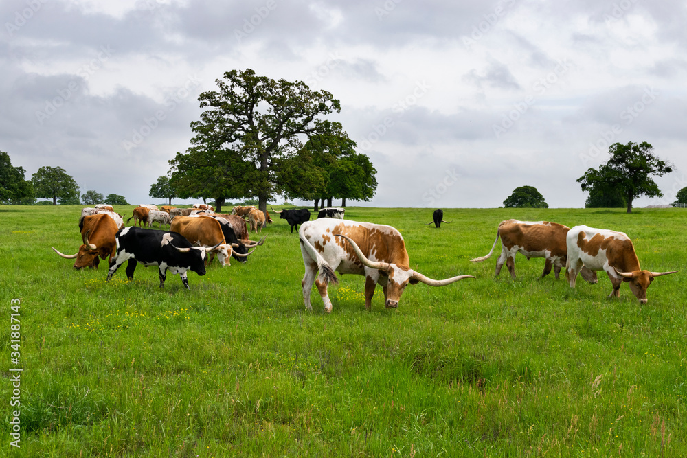 Longhorn cattle grazing in pasture