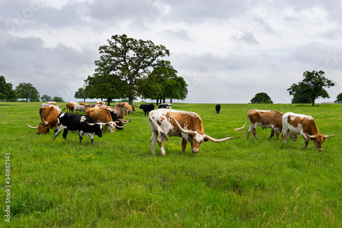 Longhorn cattle grazing in pasture