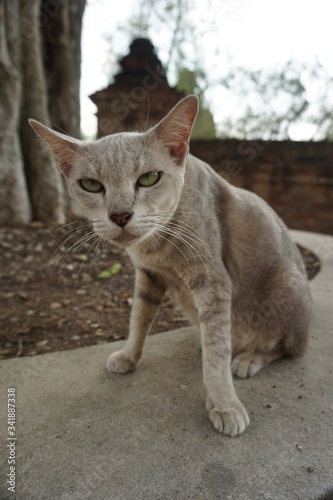 A skinny cat with weird face, eyes look at the top.