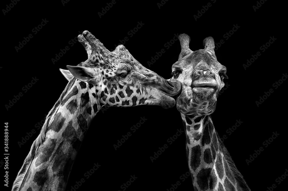 Obraz premium Male giraffe kissing female giraffe