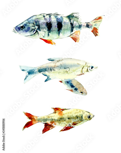 Perch. Fishing. Pattern from water inhabitants. Watercolor hand drawn illustration © budogosh