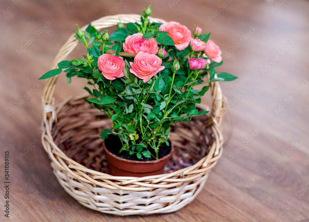 Pink Roses in a Straw Basket.Flowers Background 