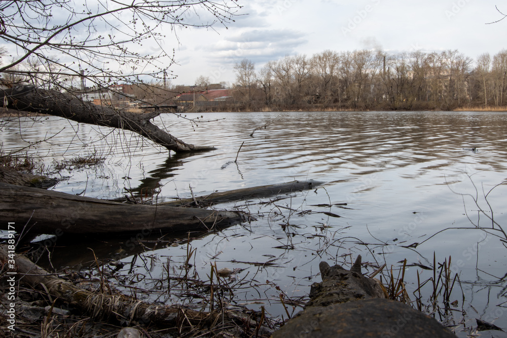 In early spring, on the banks of the river. Old trees along the shore, a branch in the water In early spring, on the banks of the river. Old trees along the shore, a branch in the water