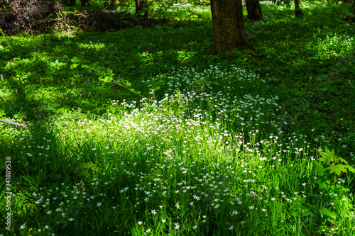 Green forest 