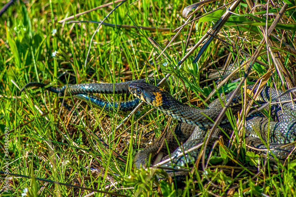 Two black snakes lie in the grass, mating snakes. Black snake in the grass close up Two black snakes lie in the grass, mating snakes. Black snake in the grass close up