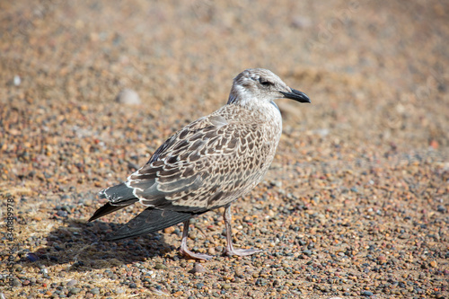 Grey gull. (Herring gull) The picture was taken in Argentina on the coast among the Magellanic penguins.