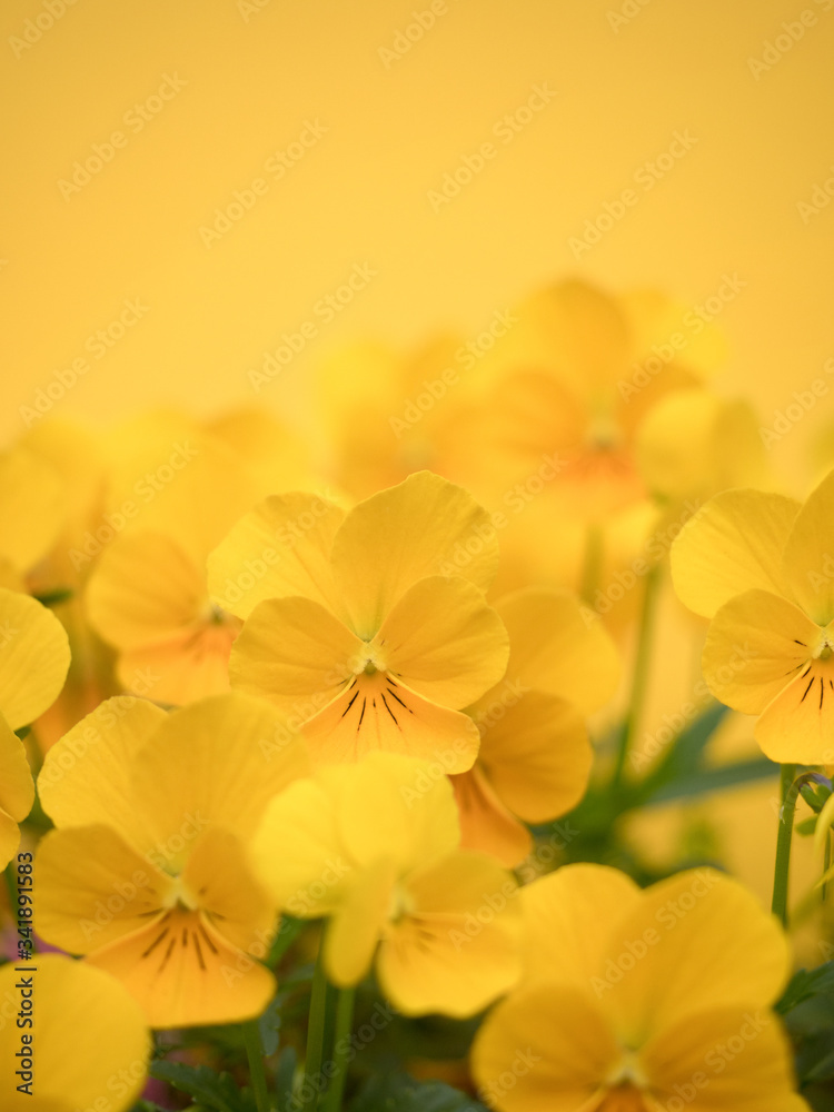 ビオラの花 ビオラの花