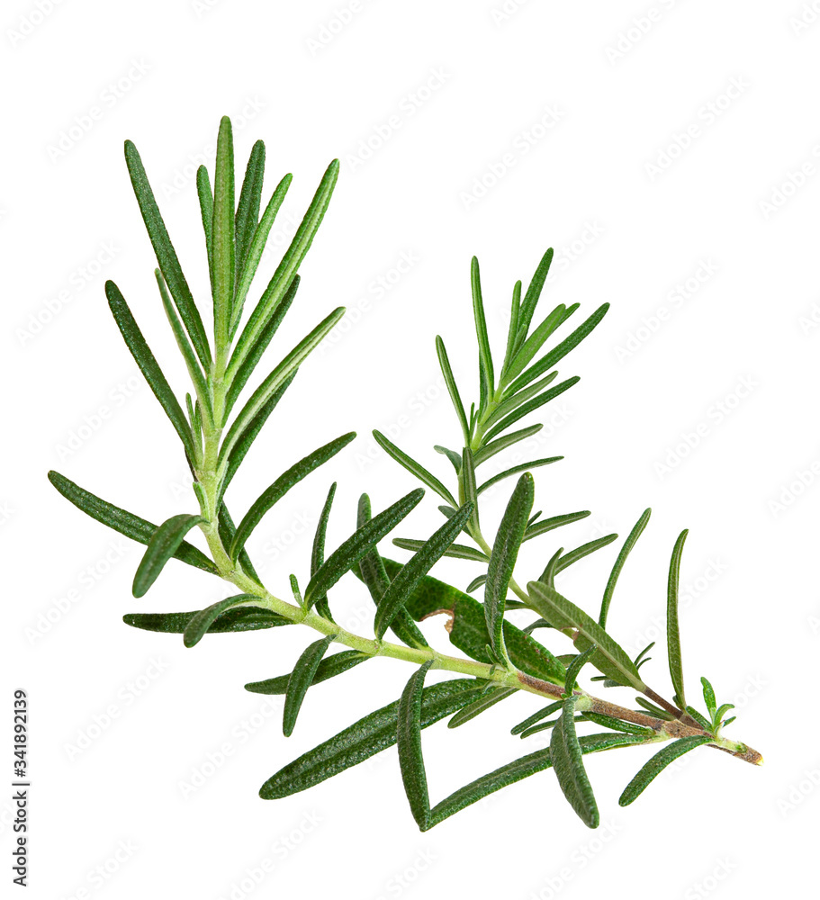 Fototapeta premium Rosemary twig and leaves isolated on white background with clipping path, close-up, collection