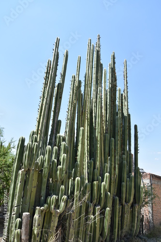 Mexiko  Hochland Kaktus