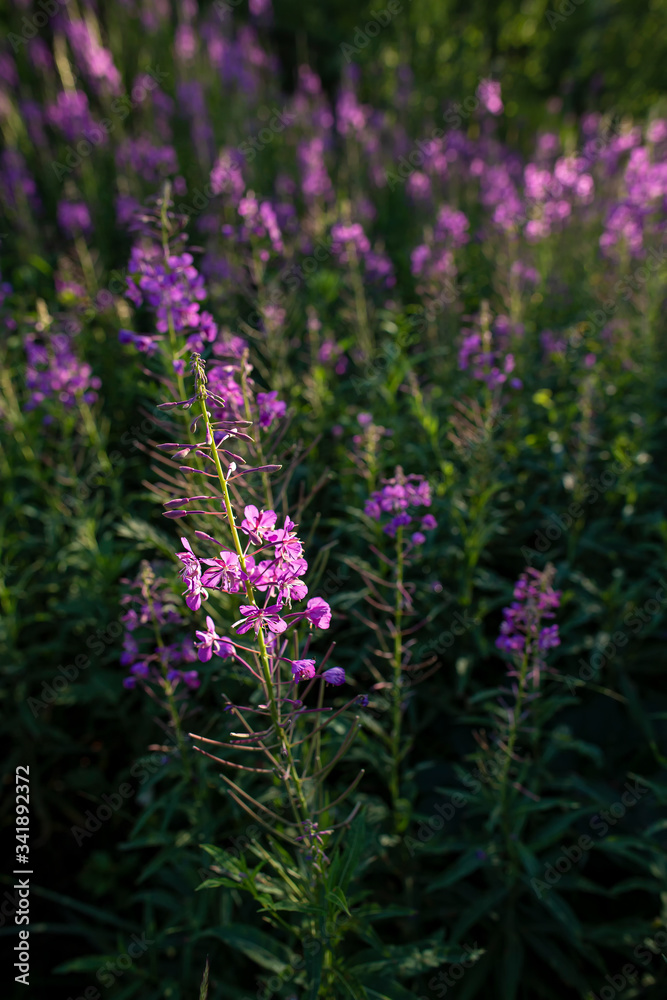 Obraz premium Blooming Chamerion angustifolium or rosebay willowherb, or great willowherb. Fireweed leaves can be used as fermented tea.