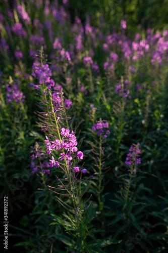 Blooming Chamerion angustifolium or rosebay willowherb  or great willowherb. Fireweed leaves can be used as fermented tea.