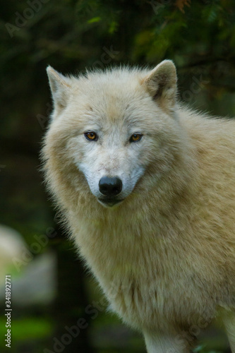 Polarwolf oder Wei  wolf  Canis lupus arctos 