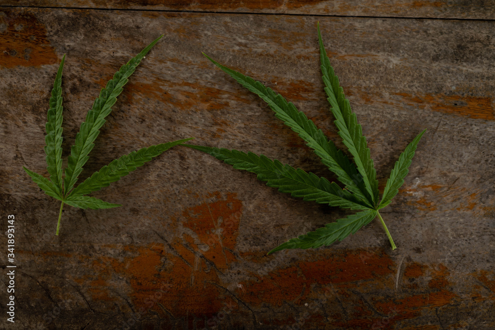 Obraz premium green marijuana leaf on wood table background