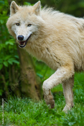 Polarwolf oder Wei  wolf  Canis lupus arctos 