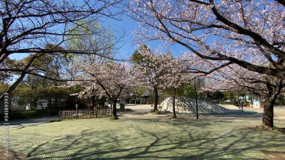 行船公園　桜