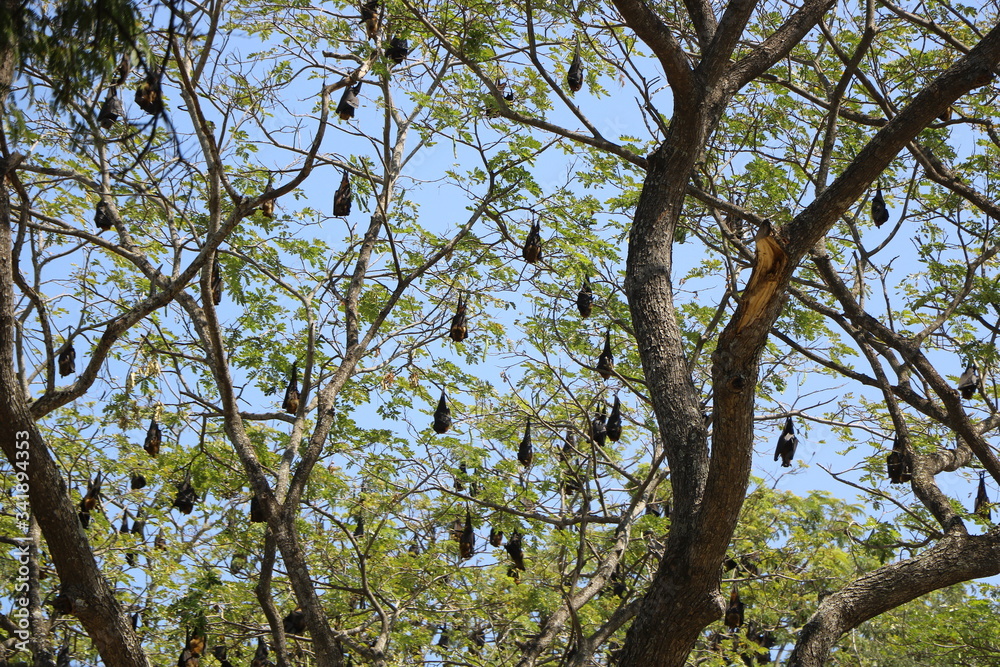 Colony of bats on branches of a tree Colony of bats on branches of a tree