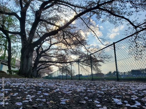 sunset in the park