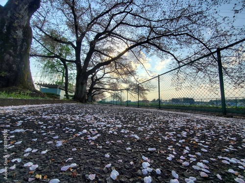 spring in the park