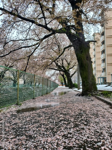 alley in the park