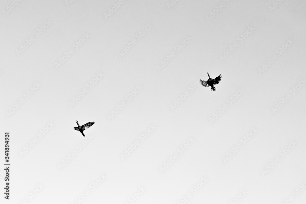 birds flying in the sky birds flying in the sky