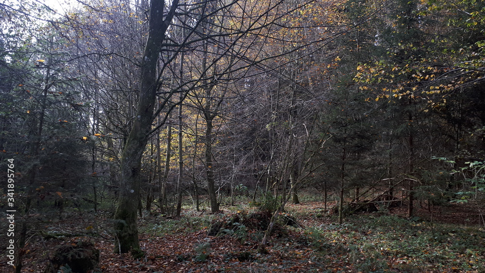 Obraz premium Herbstwald