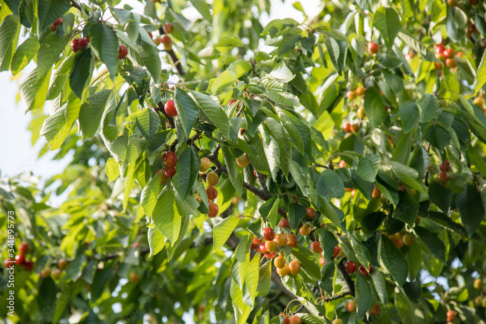 Unreife Kirschen am Obstbaum Zweig im Frühsommer Juni
