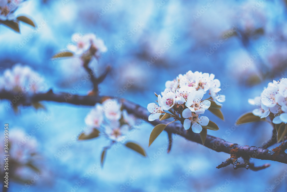 Branch of a blossoming pear tree. Spring nature background