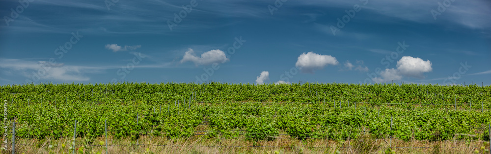 Weinanbau in der Wüste Bardenas Reales, Navarra