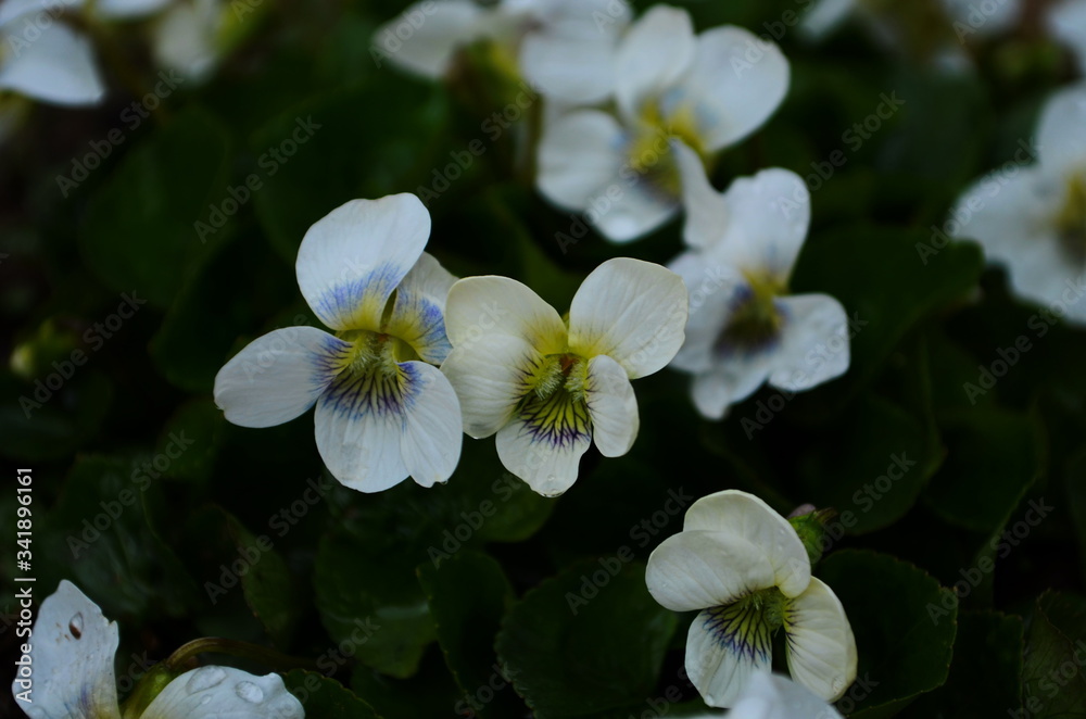 Macro photo of violet flower.Blooming violet with white petals. Violet grows in a clearing on a background of grass and plants Macro photo of violet flower.Blooming violet with white petals. Violet grows in a clearing on a background of grass and plants