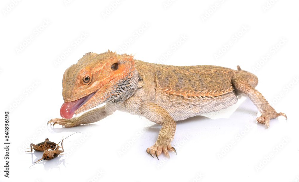 Obraz premium bearded dragons eating cricket