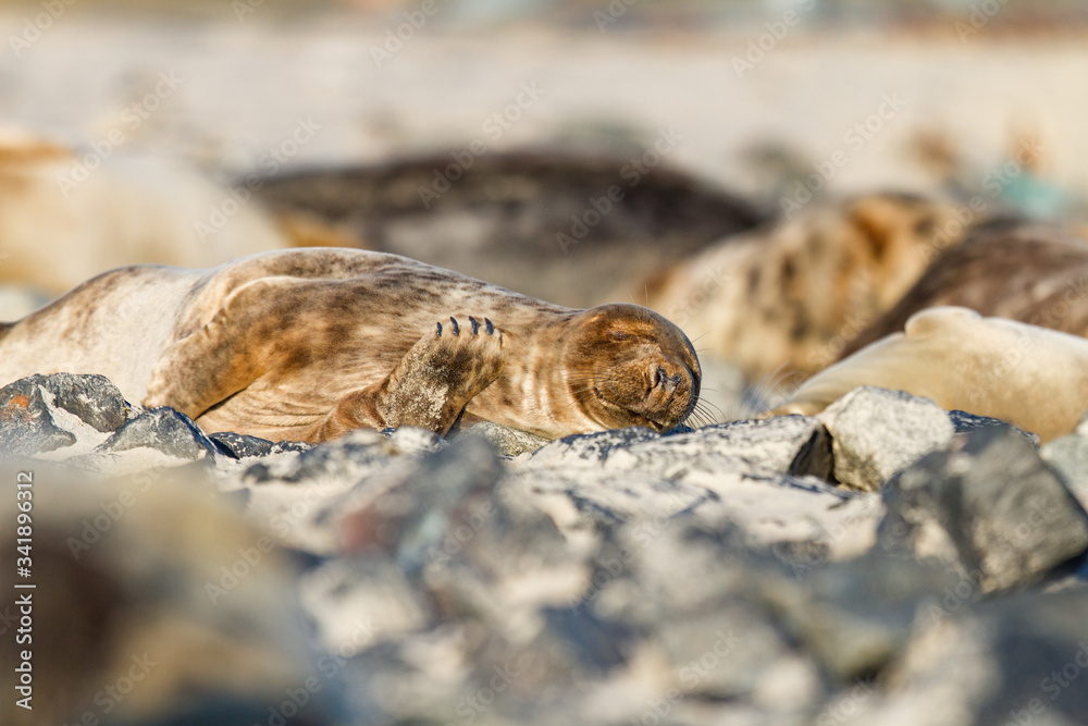 Kegelrobbe (Halichoerus grypus) auf Helgoland, Deutschland Kegelrobbe (Halichoerus grypus) auf Helgoland, Deutschland