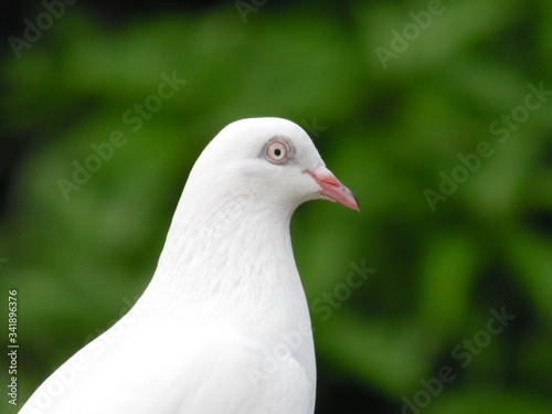 close up of a white pigeon