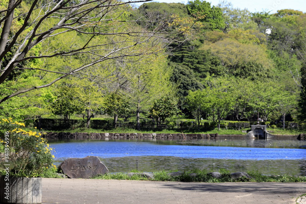Naklejka premium 三ツ池公園 (横浜)