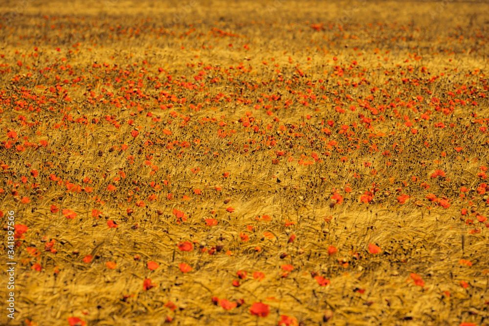 Getreidefelder in der Wüste Bardenas Reales, Navarra