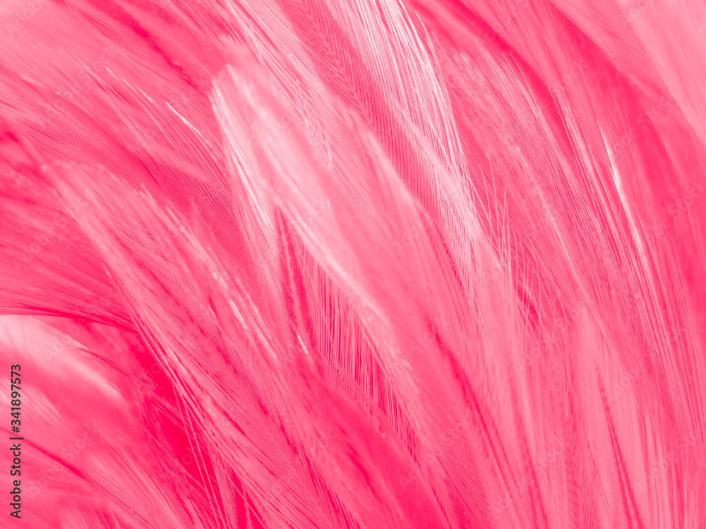 Beautiful abstract white and pink feathers on white background and soft white feather texture on pink pattern and pink background, feather background, pink banners Beautiful abstract white and pink feathers on white background and soft white feather texture on pink pattern and pink background, feather background, pink banners