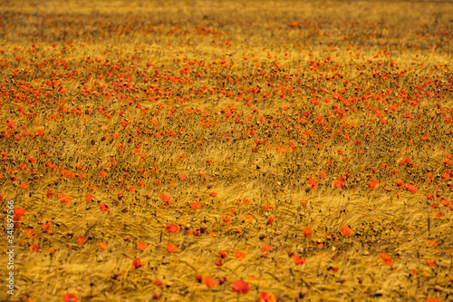 Getreidefelder in der Wüste Bardenas Reales, Navarra