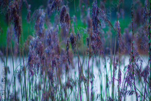 Tall grass growing on the city river close-up