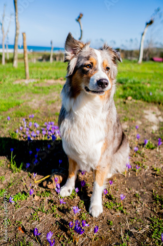 photographing a good pose shepherd